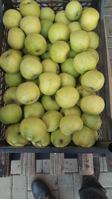 Продам яблоки семиренко ящиками