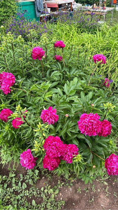 Продам Дачу на Уралочке