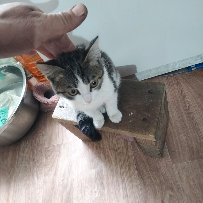 Отдам катонка даром