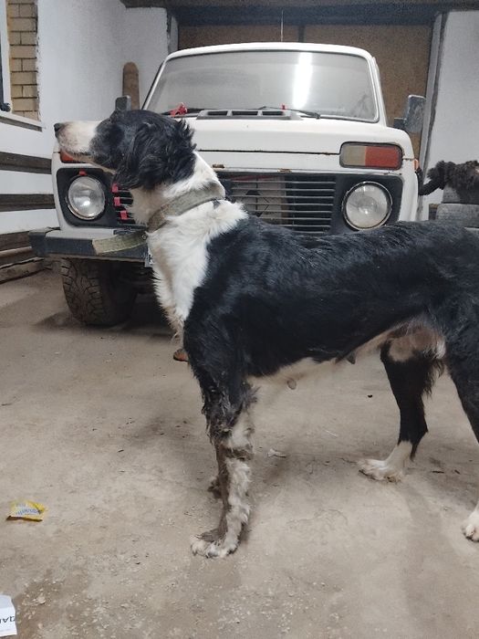 Тазы ұргашы сатылады