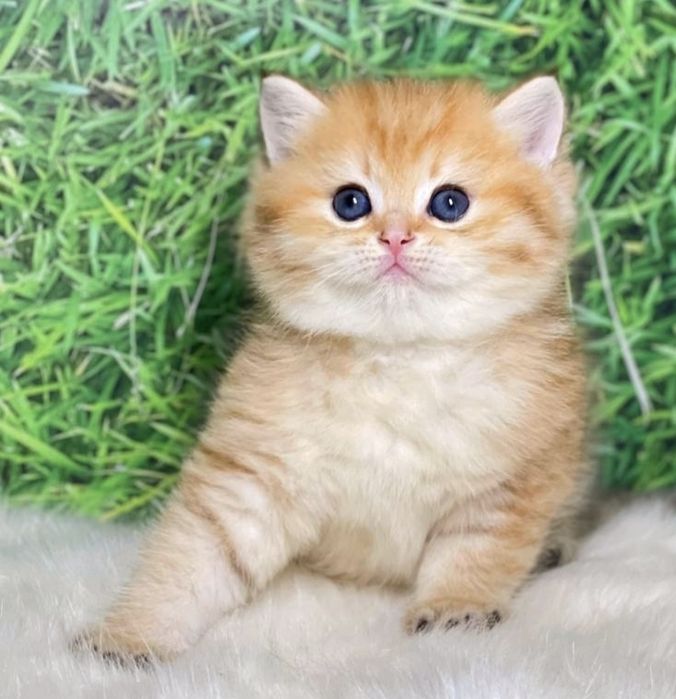 Британские чистокровные золотая шиншилла