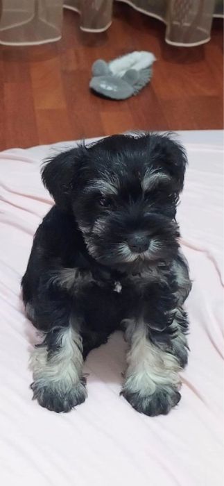 Schnauzer pitic negru  argintiu