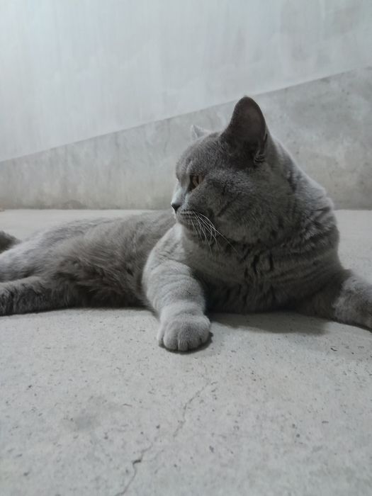 Erkak mushugimiz Vyaska