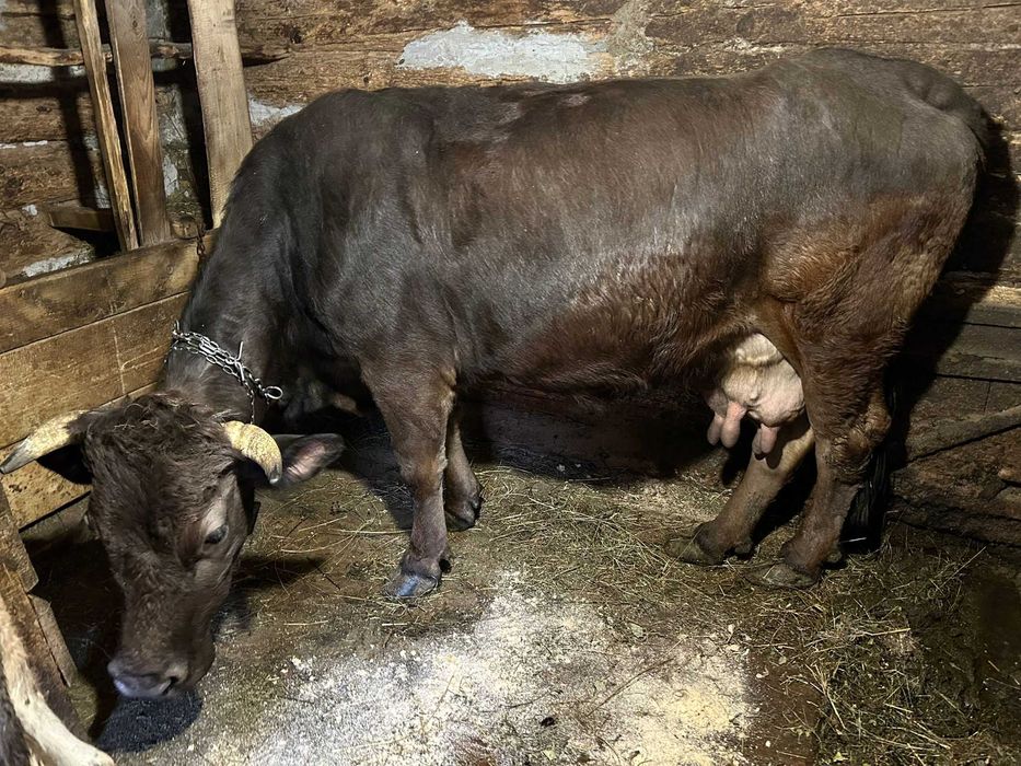 Vacă gestantă de vânzare!!