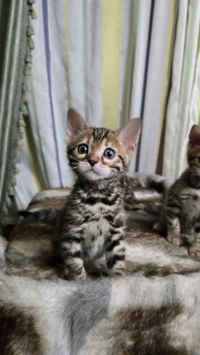 Продам  котят Бенгалов
