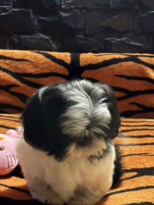 Fetita shih tzu cu pedigre