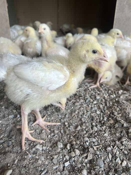 Бролерлар сотилади сони чекланмаган