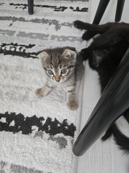 Отдам даром домашние котята