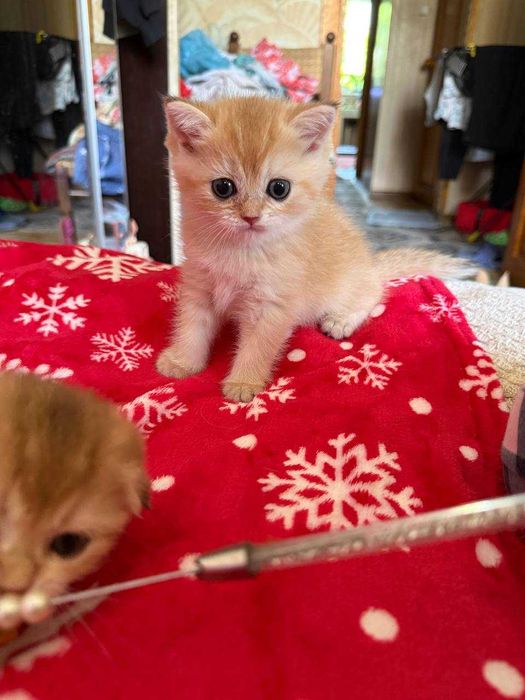 котята золотые шиншиллы