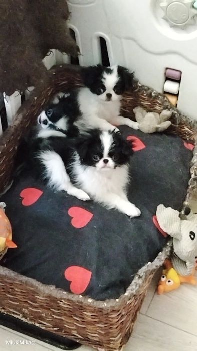 Щенки японского хина.