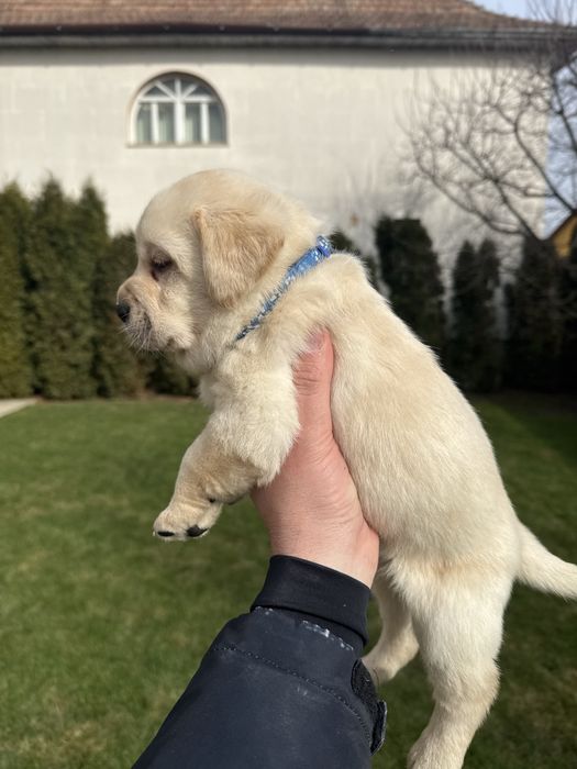 Pui Labrador Retriever cu Pedigree FCI !!!