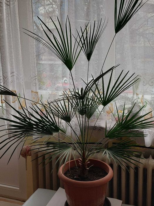 Palmier rar , palmiere - Phoenix Canariensis