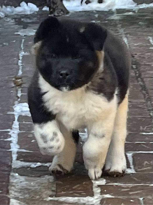 Щенки американской  акиты