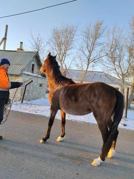 Таза қанды ағылшын байтал