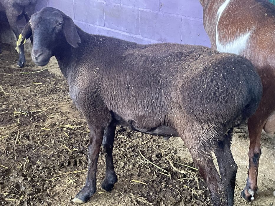 Продам баран стоят на откорме