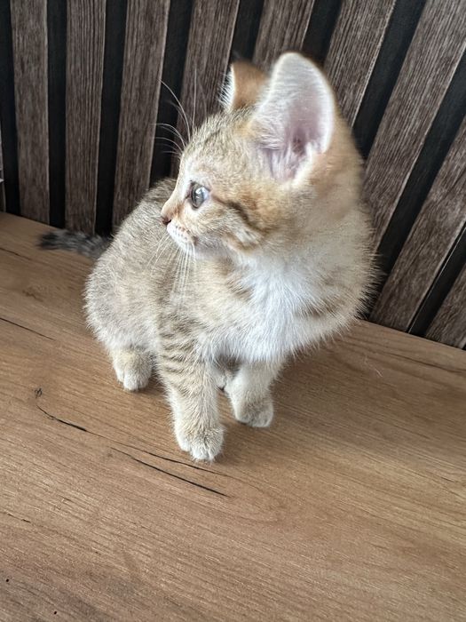 Отдам котят в любящие руки