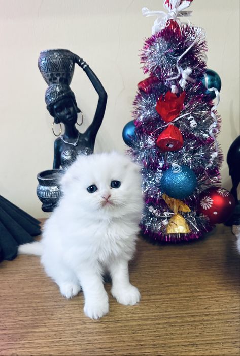 Шотландски котета /Scottish fold/ straight/