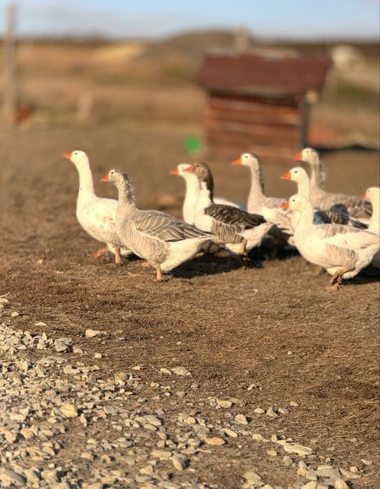 Vând familie de gâște