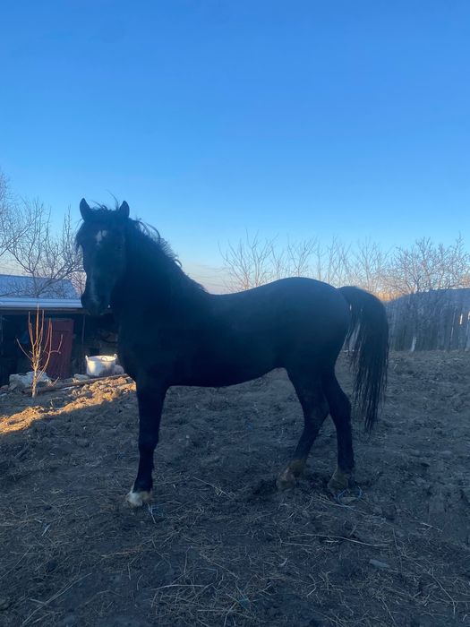 Mânz de vânzare detalii la telefon