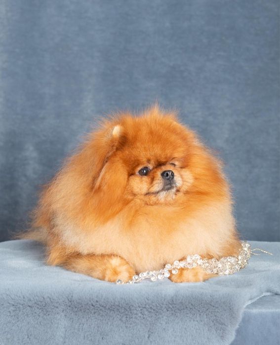 Померанский шпиц