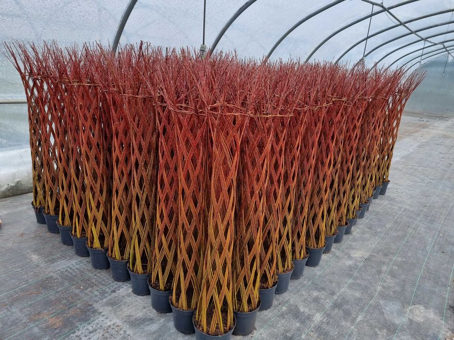 Tuia Smaragd de diferite dimensiuni 100-200cm