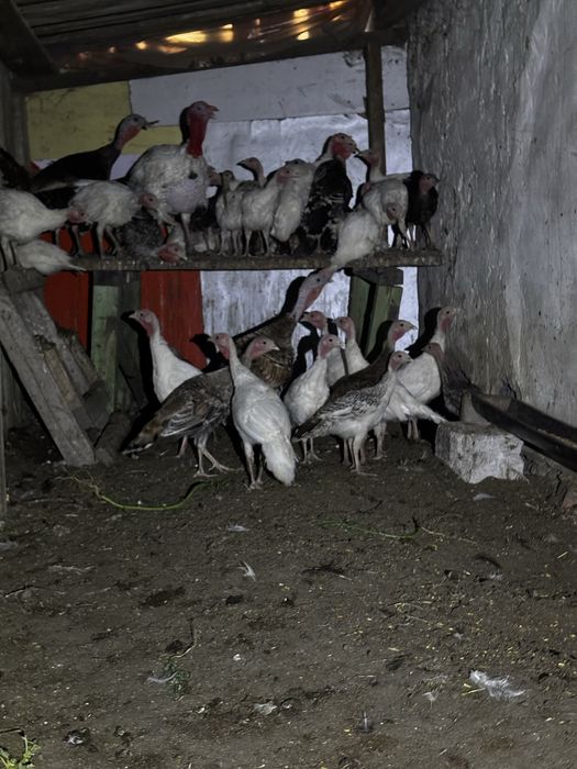 Продаю 2 х месячных индюшат