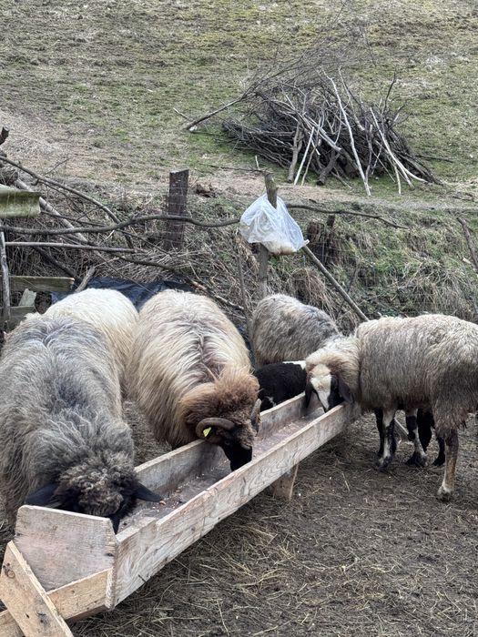 Vand  sau schimb  18 oi cu cai ,vaci ,4x4