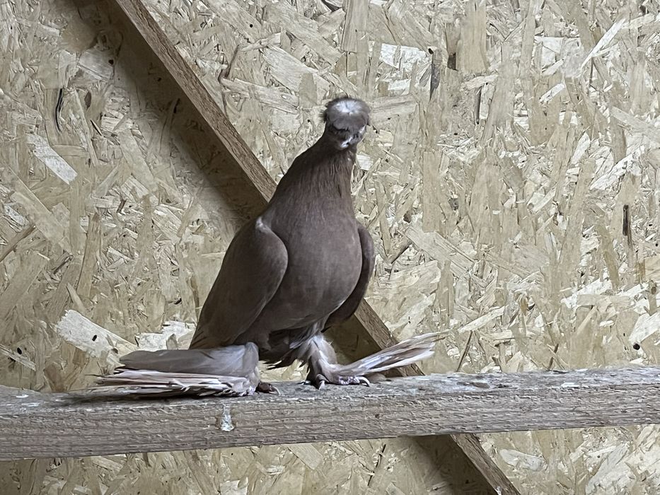 Сатылады кептер продам голубя