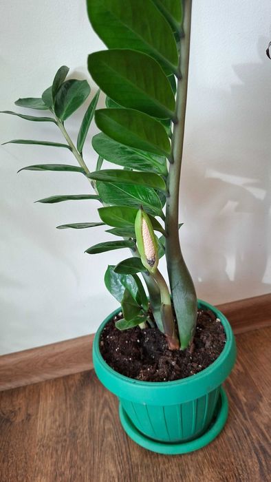 pt cadou Zamioculcas inflorita,monstera adansonii,planta paianjen,hoya