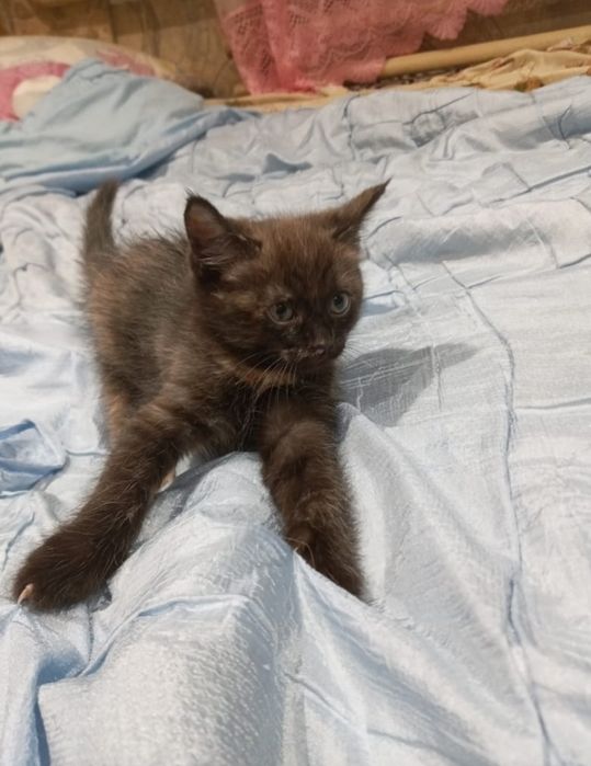 Котята  в добрые руки