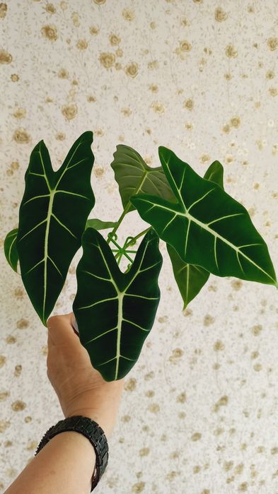 Алоказии регал и мишольца