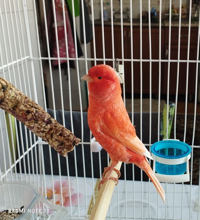 Канарейка. Нар. Сайрода  1 еш.