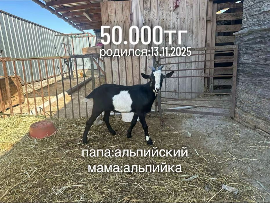 продам молодых козликов