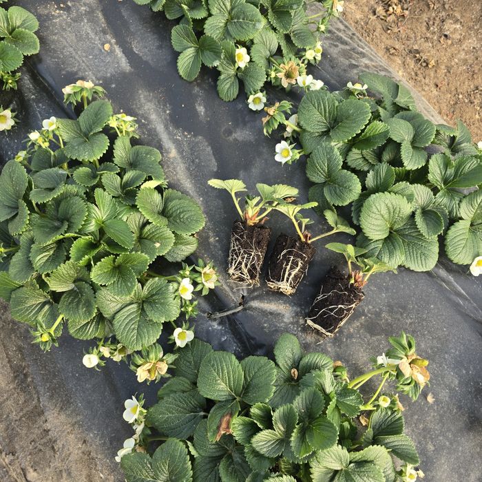 Разсад целогодишни ягоди