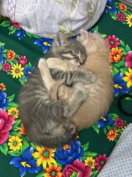 Котята в хорошие руки