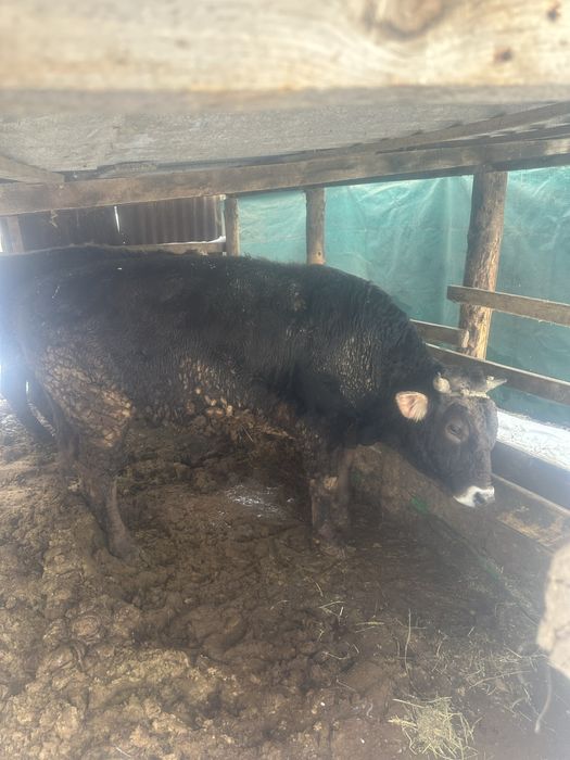 Продам 2 быка алатау