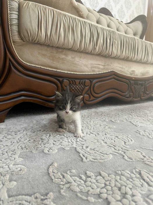 Отдаем бесплатно котят в добрые руки!