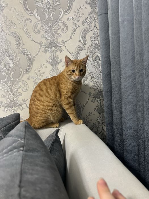 Mushuk vyaskaga beriladi