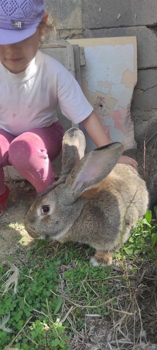 Крольчата, кролики