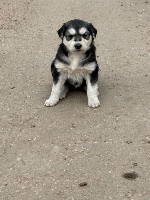 Щенки в добрые руки, мальчики