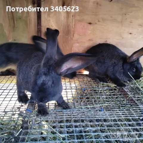 мъжки зайци великани
