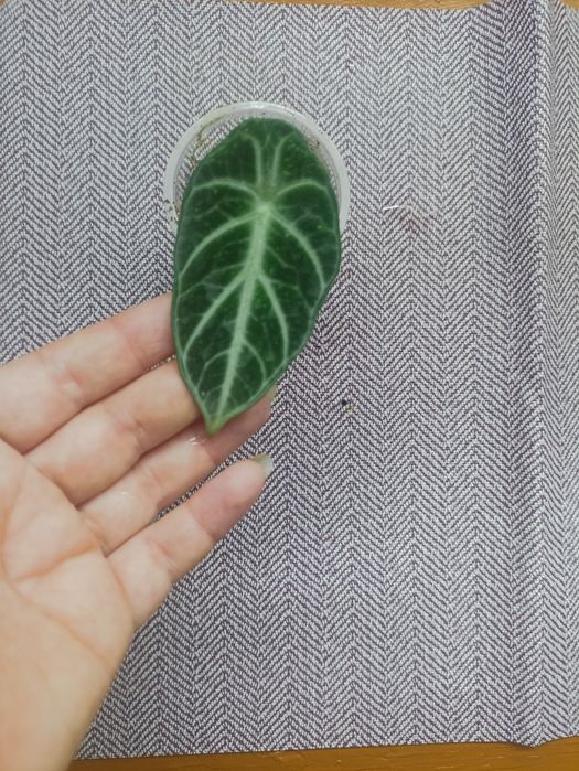 Продаются разные Алоказии