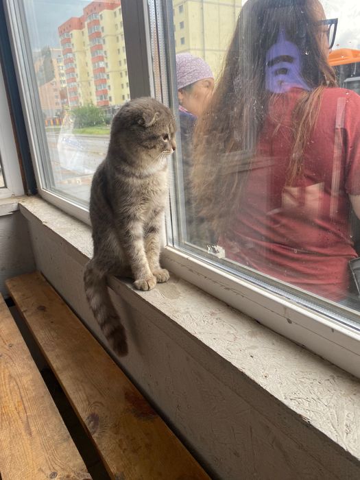 Кошка кошка нур сити