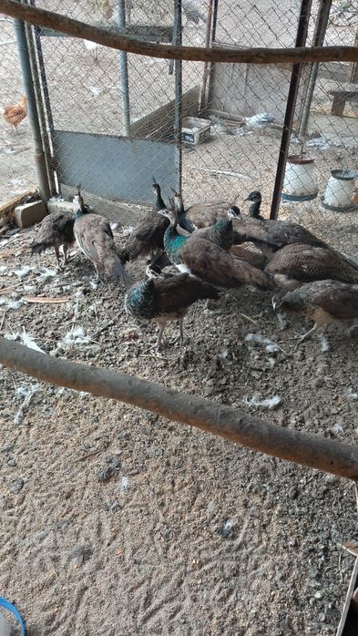 Продавам индийски пауни млади и стари