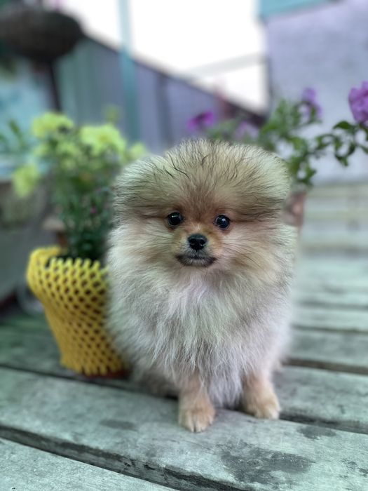 Детки померанского шпица