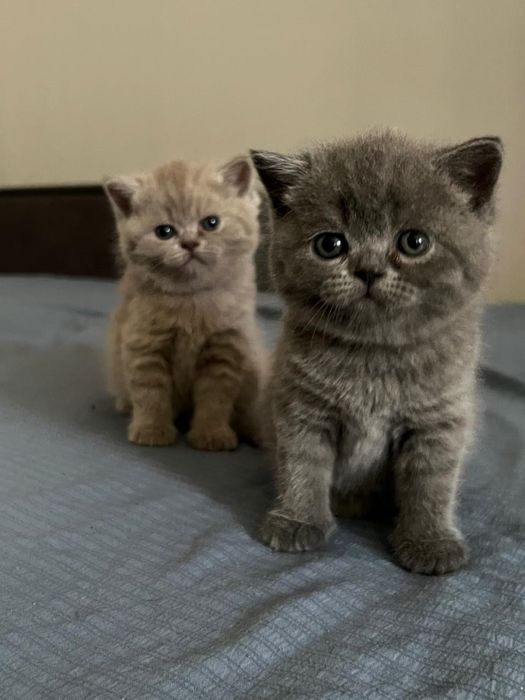 Британцы чистокровные котята