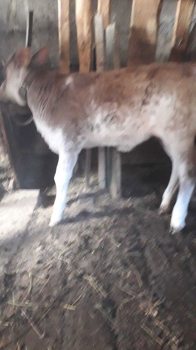 Vând vițică. Relații la telefon 0747331196