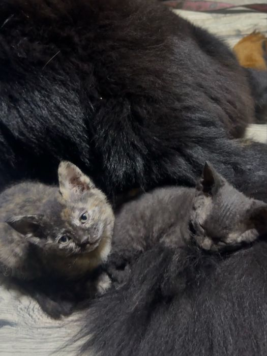 осталось свободными 3 котенка