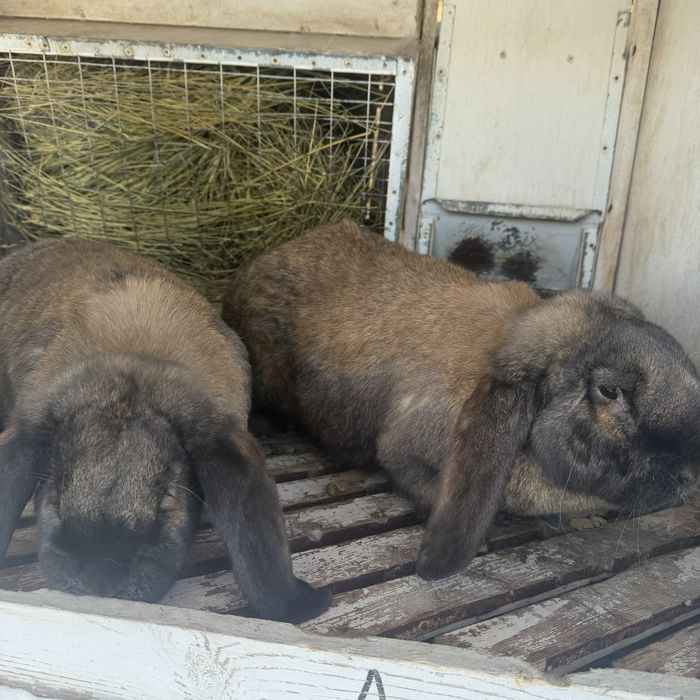 Кролики французский баран