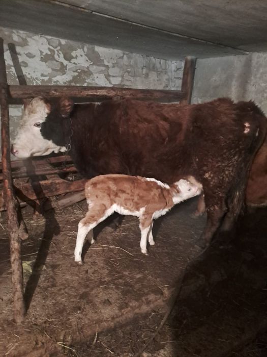 Теленок( телочка)